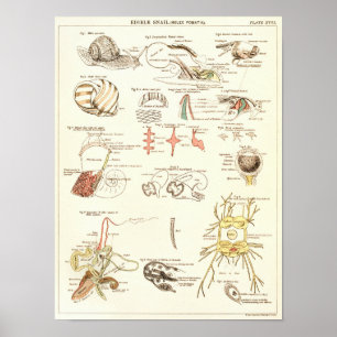 Vintager Schnecke-Biologie-Anatomie-Druck 1881 Poster