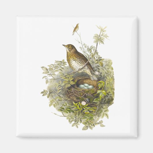 Vintager Schutzwurf ihre Eier Magnet (Vorne)