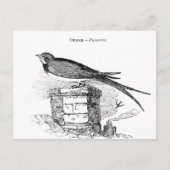 Vintager Schwalbenvogel Postkarte (Vorderseite)