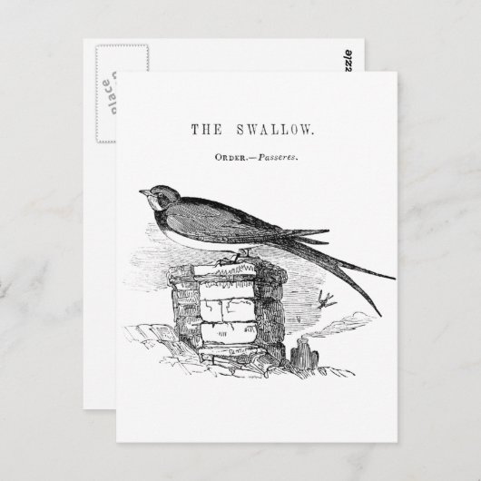 Vintager Schwalbenvogel Postkarte (Vorne/Hinten)