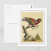 Vintager schwarzer Papageienvogel Postkarte (Vorne/Hinten)