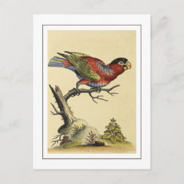 Vintager schwarzer Papageienvogel Postkarte
