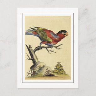 Vintager schwarzer Papageienvogel Postkarte