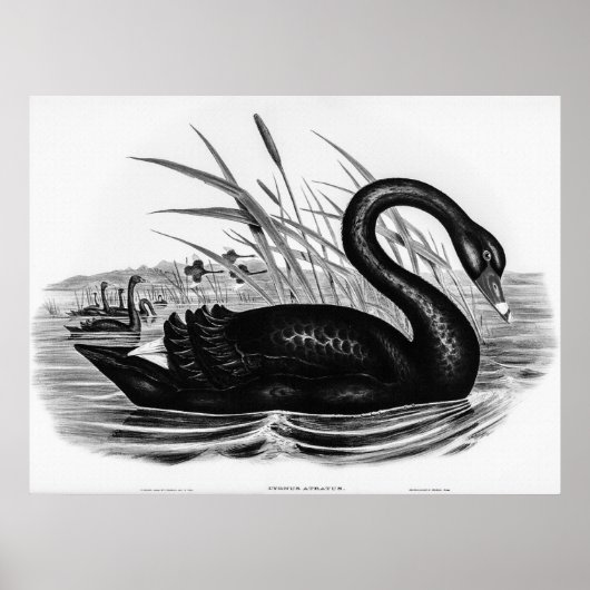 Vintager Schwarzer Schwan Poster (Vorne)