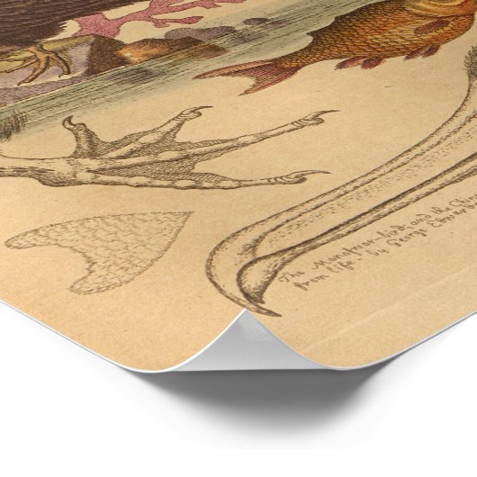 Vintager Seebarsch Poster (Ecke)