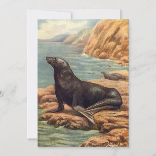 Vintager Seelöwe an der Küste, Meeressäugetiere (Vorderseite)