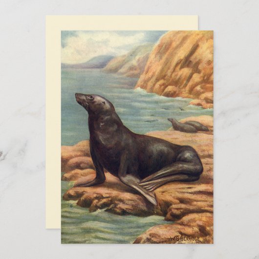 Vintager Seelöwe an der Küste, Meeressäugetiere (Vorne/Hinten)