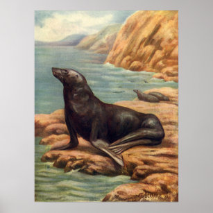 Vintager Seelöwe an der Küste, Meeressäugetiere Poster