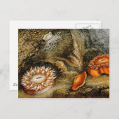 Vintager Seeverkehr Postkarte (Vorne/Hinten)