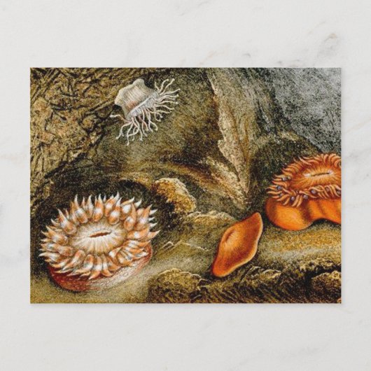 Vintager Seeverkehr Postkarte (Vorderseite)