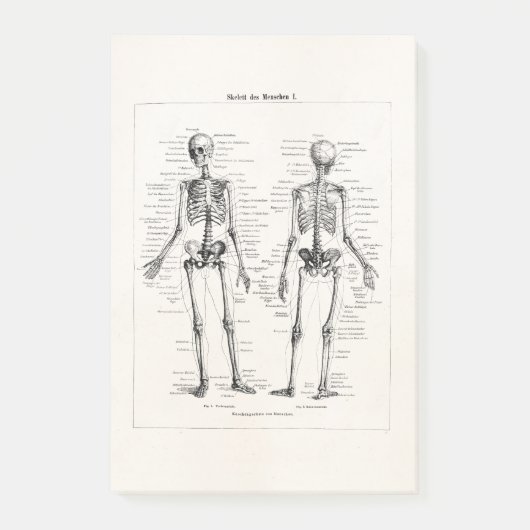 Vintager Skeleton menschlicher Anatomie-Knochen Post-it Klebezettel (Vorderseite)