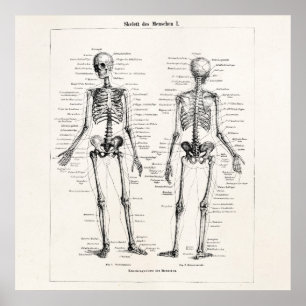 Vintager Skeleton menschlicher Anatomie-Knochen Poster