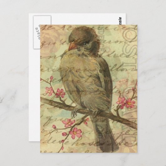 Vintager Sparrow Postkarte (Vorne/Hinten)