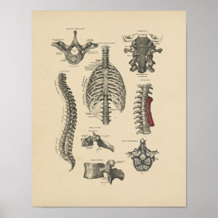 Vintager spinaler Druck der Anatomie-1880 Poster