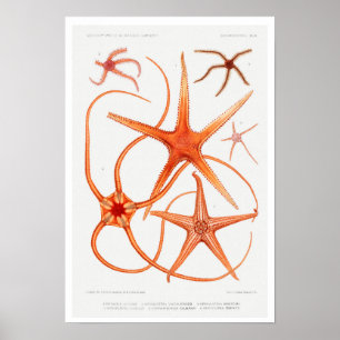 VINTAGER STARFISH-ILLUSTRATIONSPARSTER POSTER