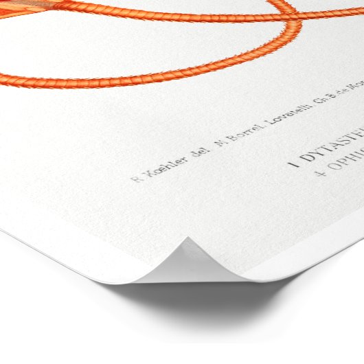 VINTAGER STARFISH-ILLUSTRATIONSPARSTER POSTER (Ecke)