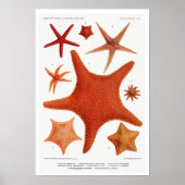 VINTAGER STARFISH-ILLUSTRATIONSPARSTER POSTER (Vorne)