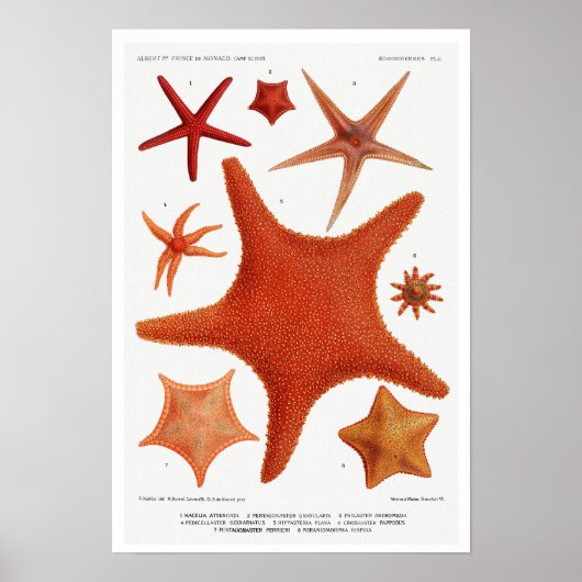 VINTAGER STARFISH-ILLUSTRATIONSPARSTER POSTER (Vorne)