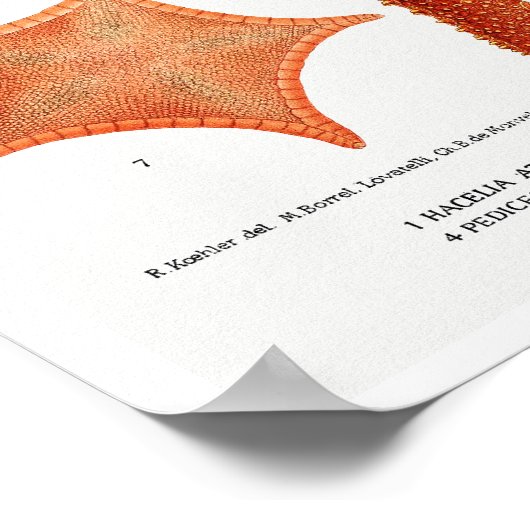 VINTAGER STARFISH-ILLUSTRATIONSPARSTER POSTER (Ecke)