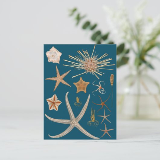 Vintager Starfish Postkarte (Stehend Vorderseite)