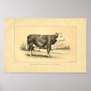 Vintager Stier-Druck 1888 Poster