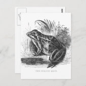 Vintager Stift und Tinte zeichnend Frosch Postkarte (Vorne/Hinten)