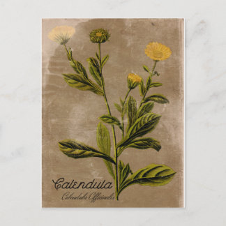 Vintager Stil Calendula Blume Postkarte
