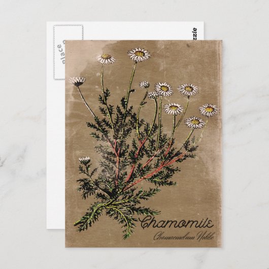 Vintager Stil Chamomile Blume Postkarte (Vorne/Hinten)