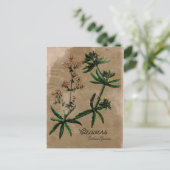 Vintager Stil Cleavers Herb Postkarte (Stehend Vorderseite)