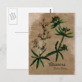 Vintager Stil Cleavers Herb Postkarte (Vorne/Hinten)