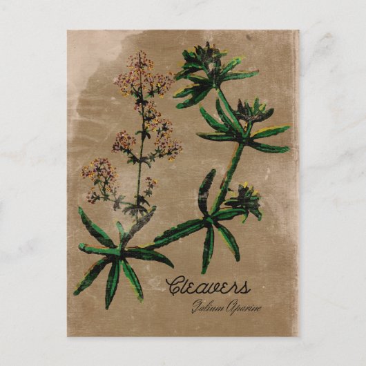 Vintager Stil Cleavers Herb Postkarte (Vorderseite)