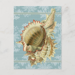 Vintager Stil Seashell & Blue Lace Postkarte