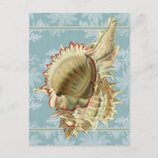 Vintager Stil Seashell & Blue Lace Postkarte (Vorderseite)