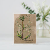 Vintager Style Mugwort Herb Pflanze Postkarte (Stehend Vorderseite)