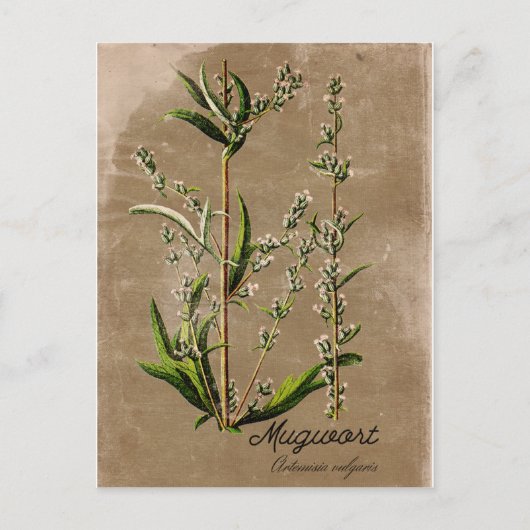 Vintager Style Mugwort Herb Pflanze Postkarte (Vorderseite)