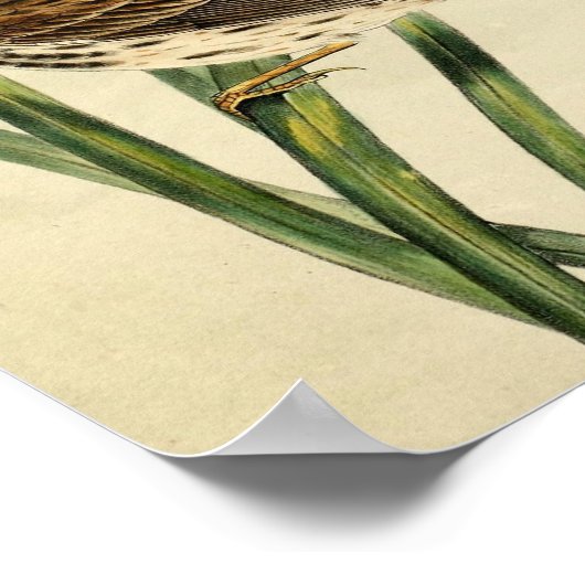 Vintager Sumpfschlauch Poster (Ecke)