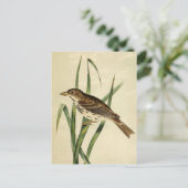 Vintager Sumpfschlauch Postkarte (Stehend Vorderseite)