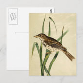 Vintager Sumpfschlauch Postkarte (Vorne/Hinten)