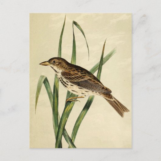 Vintager Sumpfschlauch Postkarte (Vorderseite)