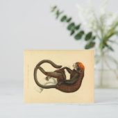 Vintager Tamarin-Affe mit Grinsen Postkarte (Stehend Vorderseite)