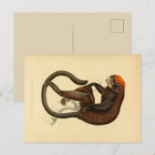 Vintager Tamarin-Affe mit Grinsen Postkarte (Vorne/Hinten)