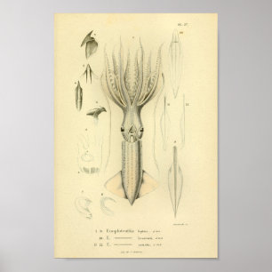 Vintager Tintenfisch-Farbkunst-Druck 1845 Poster