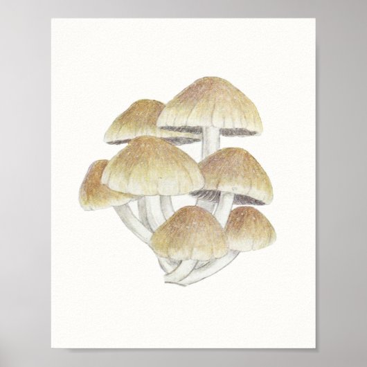 Vintager Toadstool Pilz Fungus Fungi Poster (Vorne)