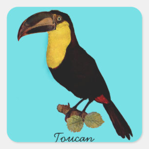 VINTAGER TOUCAN VOGEL. YELLOW-THROATED TOUCAN QUADRATISCHER AUFKLEBER