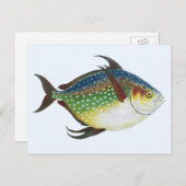 Vintager tropischer Ochsenfisch, Meerwassertier Postkarte (Vorne/Hinten)