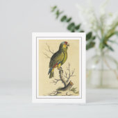Vintager tropischer Rotroter Amazonas-Papagei Postkarte (Stehend Vorderseite)