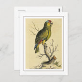 Vintager tropischer Rotroter Amazonas-Papagei Postkarte (Vorne/Hinten)