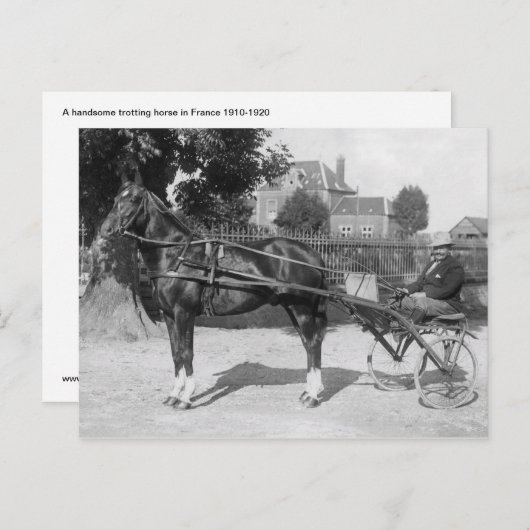 Vintager Trotter und schwefelig Postkarte (Vorne/Hinten)