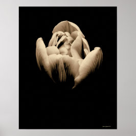 Vintager Tulip auf schwarzem Hintergrund Poster
