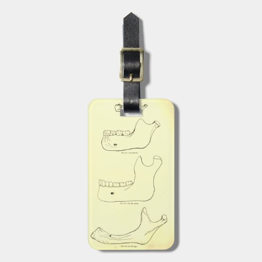 Vintager unterer Kiefer der Anatomie-| Gepäckanhänger (Vorderseite vertikal)